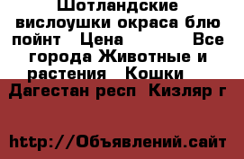 Шотландские вислоушки окраса блю пойнт › Цена ­ 4 000 - Все города Животные и растения » Кошки   . Дагестан респ.,Кизляр г.
